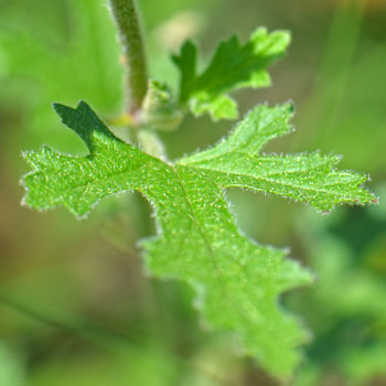 Sphaeralcea fendleri, Fendler’s Globemallow